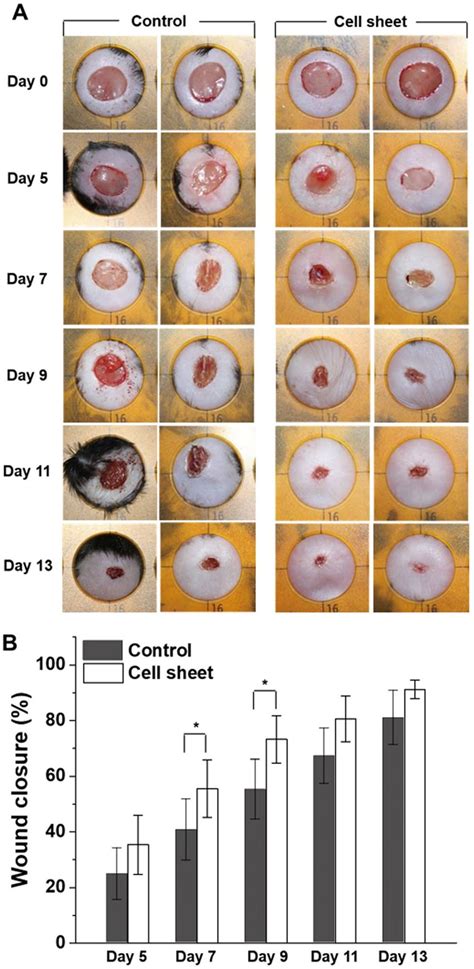 scratch test wound healing|in vivo wound healing models.